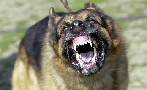 agresividad canina