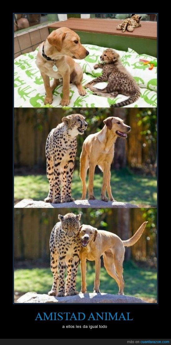 cuantarazon, guepardo perro, socialización