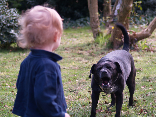 Agresividad canina con niños pequeños, un problema que tiene