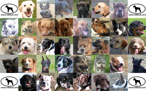 Mosaico de casos reales de perros con problemas de agresividad rehabilitados en Centro Canino Roblezal