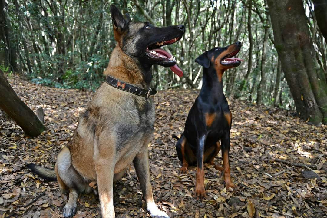 Centro Canino Roblezal especialistas en agresividad canina